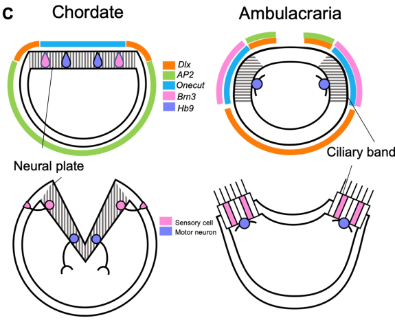 Gene expression and neuron subtype distribution in chordate dorsal ectoderms and ciliary bands of ambulacrarian larvae