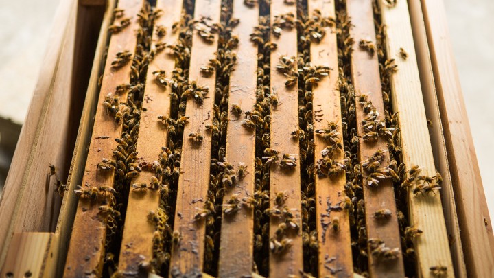 Battling the honeybee pandemic