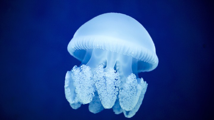 What Makes a Jellyfish?