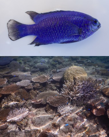 Top: A fish with bright blue coloration lies on a white surface. Bottom: A coral reef filled with bright blue fish.
