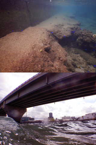 Top: Blue damselfish on an underwater concrete structure. Bottom: A bridge spanning the water in Urosoe.