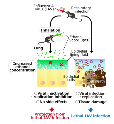 Mice treated with ethanol vapor are protected against the influenza A virus