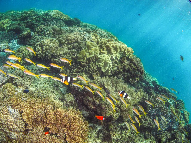 Anemonefishes in a submarine landscape