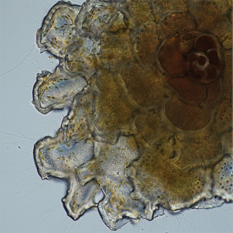 The last supper of the tropical snowflake