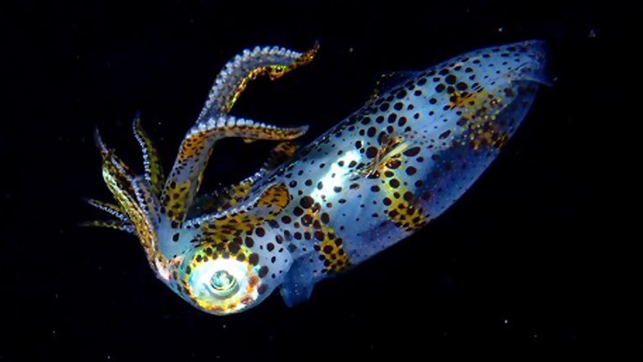 Researchers design the cheapest and most efficient squid aquaculture system to date