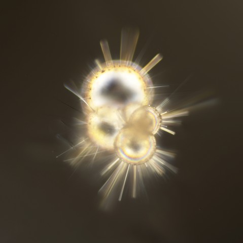 Planktonic foraminifera collected near the Sesoko station  