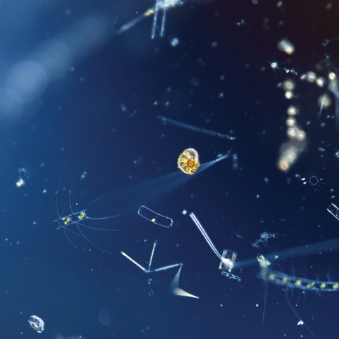 Microscopic plankton species		