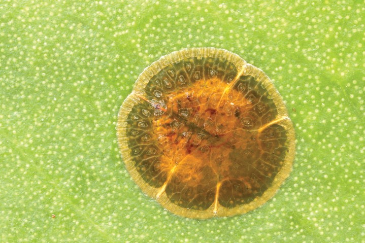 A new species of Discochiton from Okinawa		