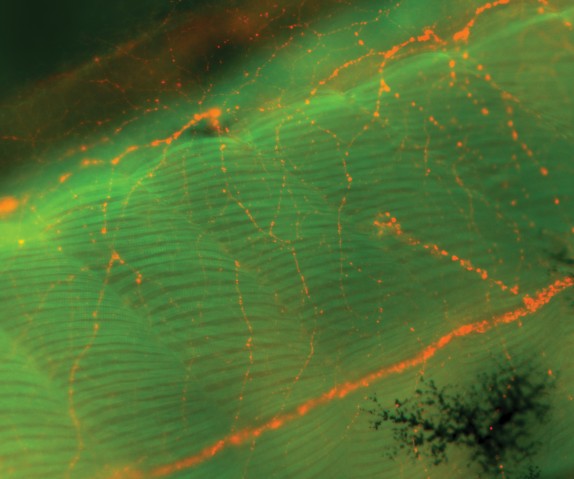 Clownfish embryo muscles