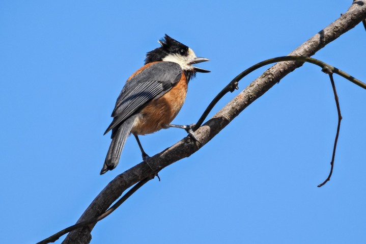 OIST’s study on songs of local birds in news