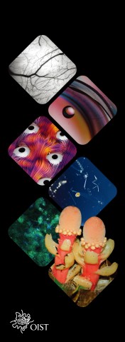 vertical banner with 6 images of science