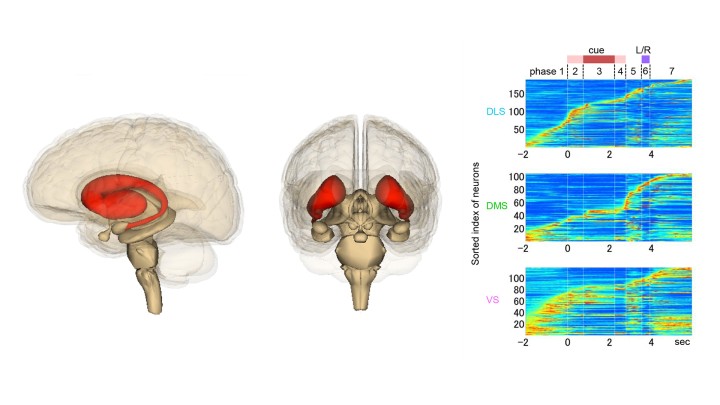 StriatumHomePageImage