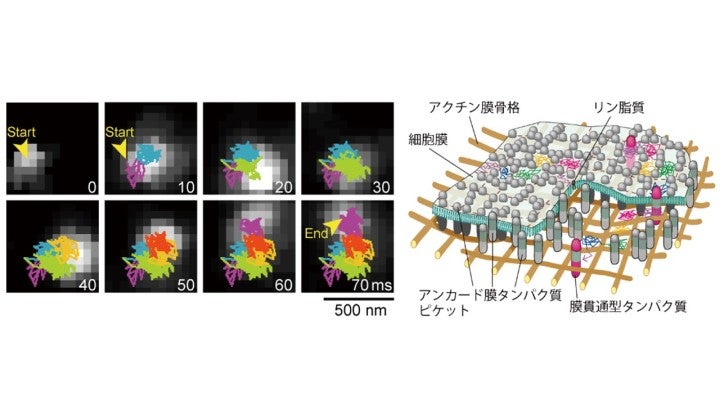 細胞膜上の分子がバレエの群舞のように見えてきた | 沖縄科学技術