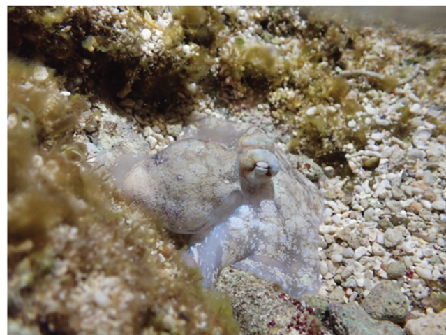 A sleeping octopus on a coral reef appears white and motionless. 