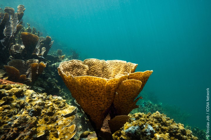 Palau coral reef image
