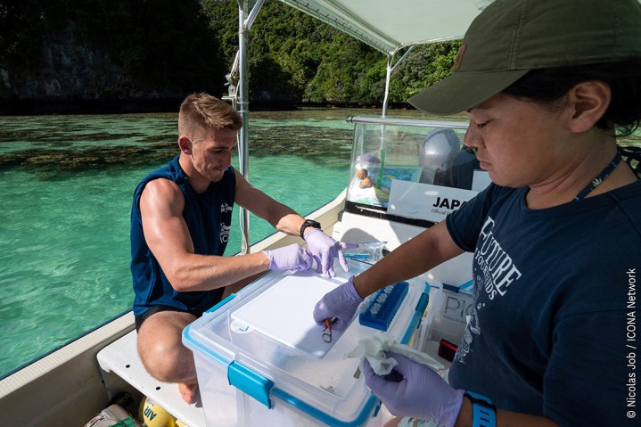 パラオのニッコー湾で標本を作成するOIST海洋気候変動ユニットの博士課程学生ビリー・モアさんと技術員の河合恵理奈さん。