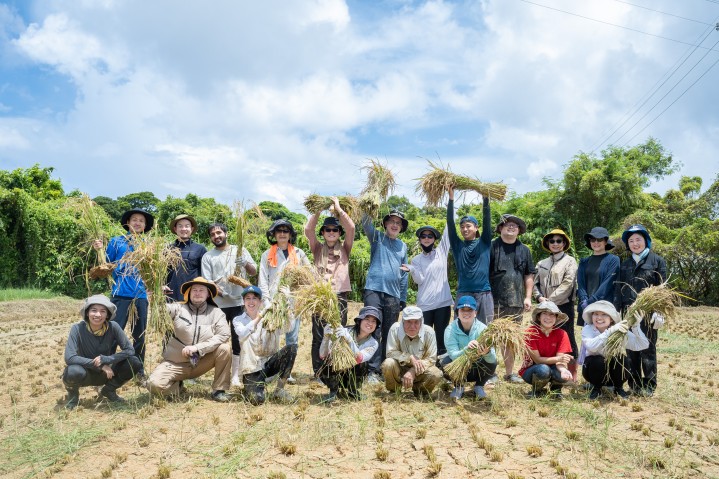Harvesting OIST rice 