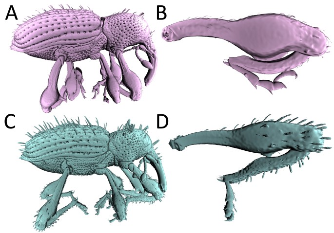 X線マイクロトモグラフィーによる3Dモデル。新種のリュウキュウカレキゾウムシ（Acicnemis ryukyuana）とセグロカレキゾウムシ（Acicnemis postica）の脚の形状の違いがはっきりと見て取れる