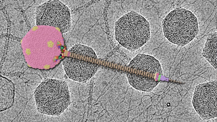 Molecular Cryo-Electron Microscopy banner