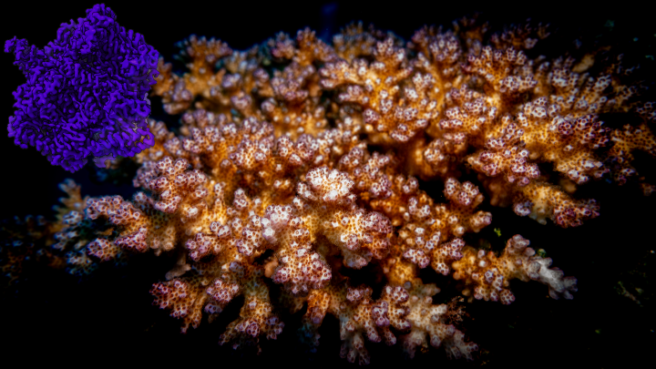 Orange x violet image