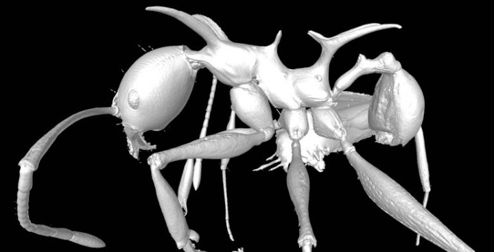 3d model of an ant in black and white