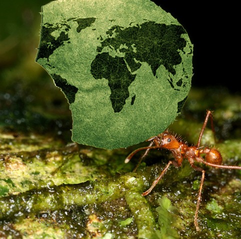 An ant in front of a green leaf with a world map on