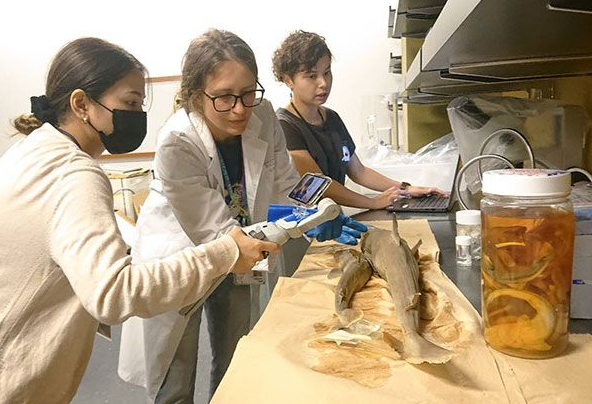 Scientists working in front of sharks in a lab