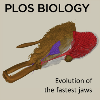 Booher et al. 2021 PLoS Biology (Plos Biology cover based on original image from J. Katzke)