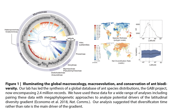 Figure 1 | Illuminating the global macroecology, macroevolution, and conservation of ant biodiversity. Our lab has led the synthesis of a global database of ant species distributions, the GABI project, now encompassing 2.4 million records. We have used these data for a wide range of analyses including pairing these data with megaphylogenetic approaches to analyze potential drivers of the latitudinal diversity gradient (Economo et al. 2018, Nat. Comms.). Our analysis suggested that diversification time rathe