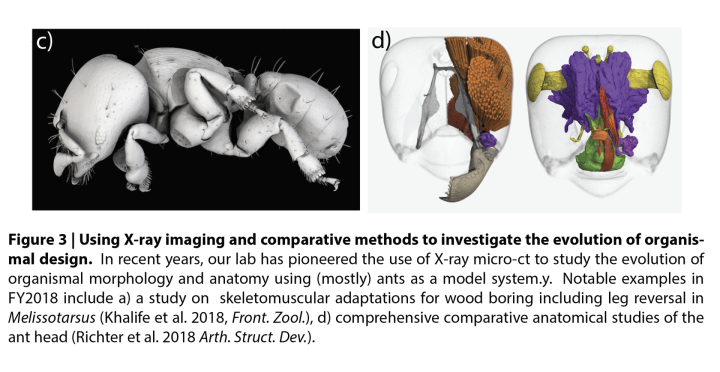 Figure 3 | Using X-ray imaging and comparative methods to investigate the evolution of organismal design. In recent years, our lab has pioneered the use of X-ray micro-ct to study the evolution of organismal morphology and anatomy using (mostly) ants as a model system.y. Notable examples in FY2018 include a) a study on skeletomuscular adaptations for wood boring including leg reversal in Melissotarsus (Khalife et al. 2018, Front. Zool.), d) comprehensive comparative anatomical studies of the and head (Richt