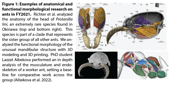 Figure 1: Examples of anatomical and functional morphological research on ants in FY2021. Richter et al. analyzed the anatomy of the head of Protanila lini, an extremely rare species found in Okinawa (top and bottom right). This species is part of a clade that represents the sister group of all other ants. We analyzed the functional morphology of the unusual mandibular structure with 3D modeling and 3D printing. PhD student Lazzat Aibekova performed an in depth analysis of the musculature and endoskeleton o