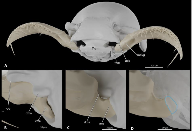 3D model of a Protanilla lini head and mandible articulation, from Richter et al. 2021, image by J. Katzke