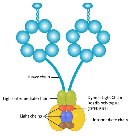 Dynein is a large and complex protein, composed of several subunits, including DYNLRB1.