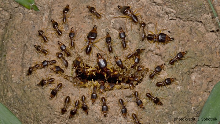 Evolutionary Genomics Unit header