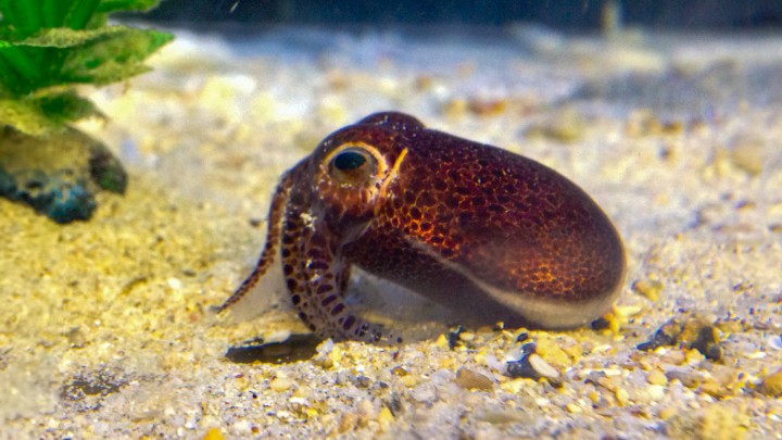 Ryukyan bobtail squid