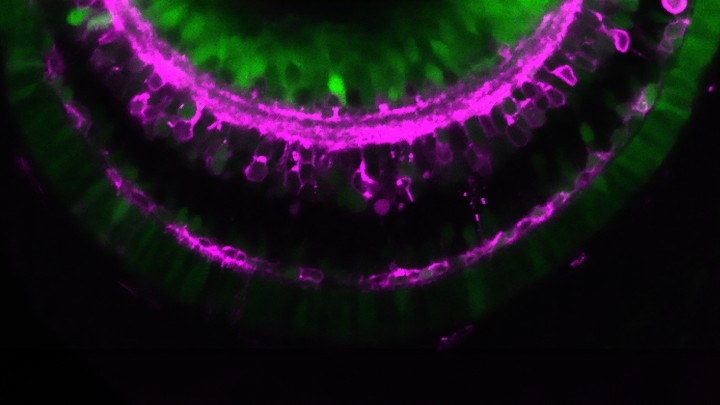 Developmental Neurobiology Unit hero
