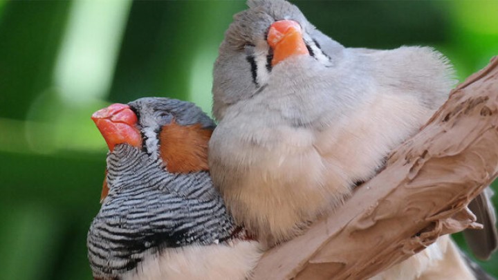 two finches