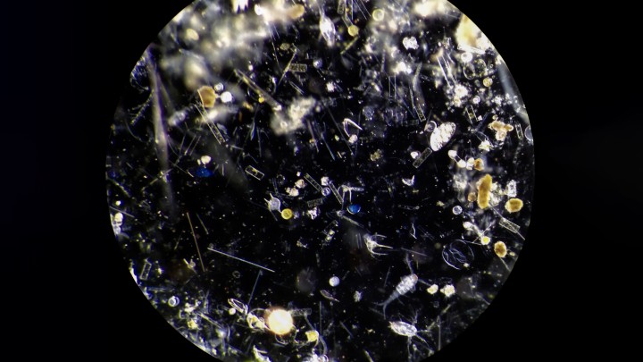 Plankton mix