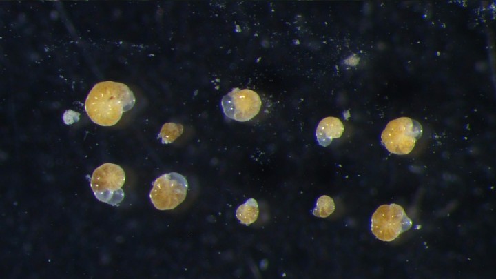Foraminifera header image