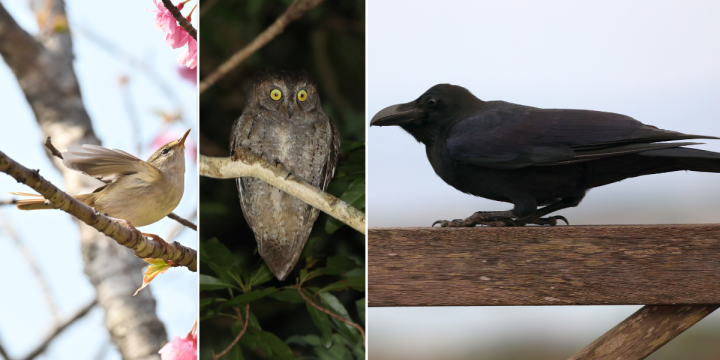 Photos of the Japanese Bush Warbler, Ryukyu Scops-owl and Large-billed Crow