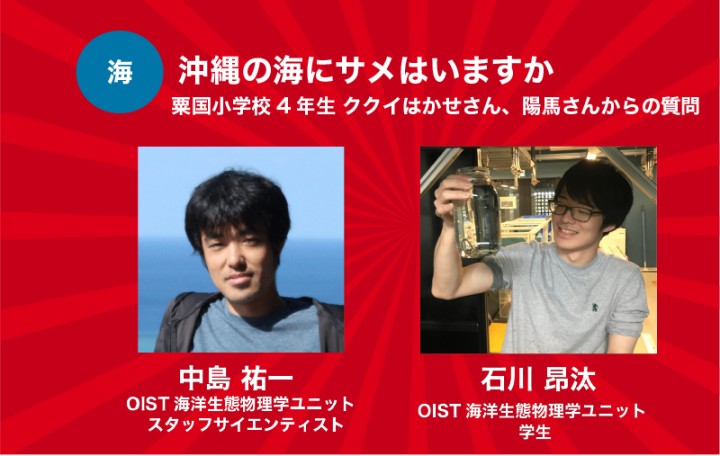 沖縄の海にサメはいますか