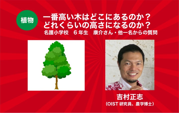 一番高い木はどこにあるのか？どれくらいの高さになるのか？