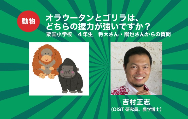 オラウータンとゴリラは、どちらの握力が強いですか？