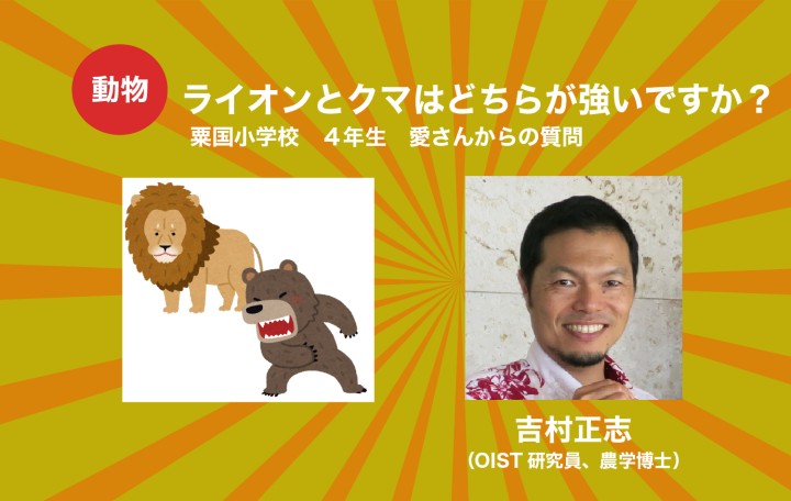 ライオンとクマはどちらが強いですか？