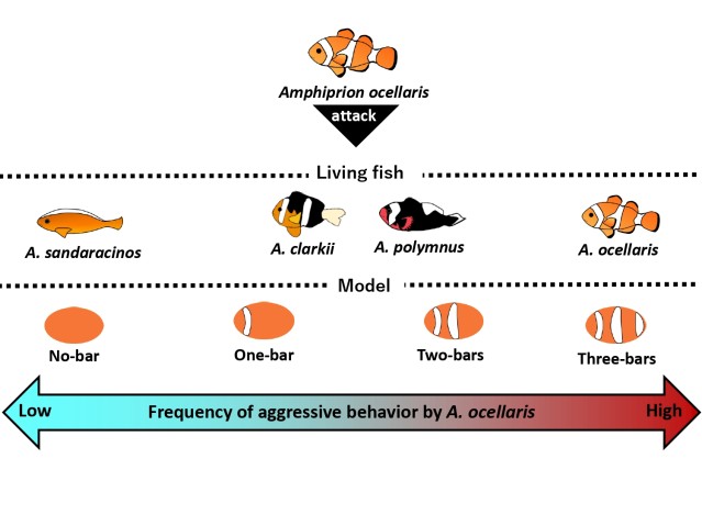 Figure showing that the frequency of aggressive behavior displayed towards live and model clown anemonefish is higher towards fish with more vertical bars