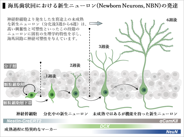 海馬歯状回における新生ニューロンの発達