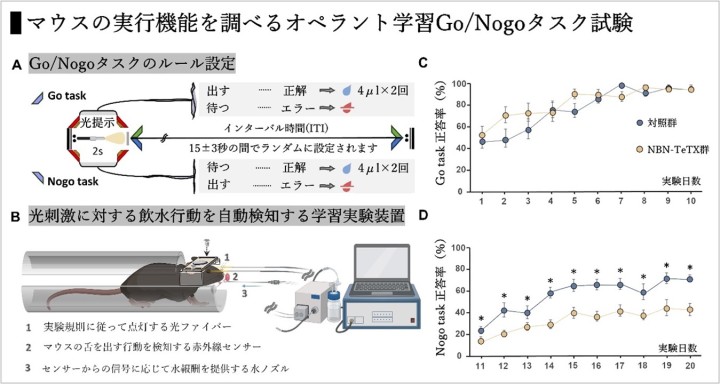 図3：実行機能の評価に汎用されているGo/Nogo課題における海馬新生ニューロンの寄与