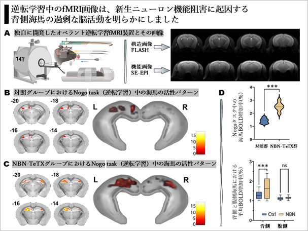 図4：逆転学習fMRI装置と新生ニューロン回路の海馬回路安定化への寄与について