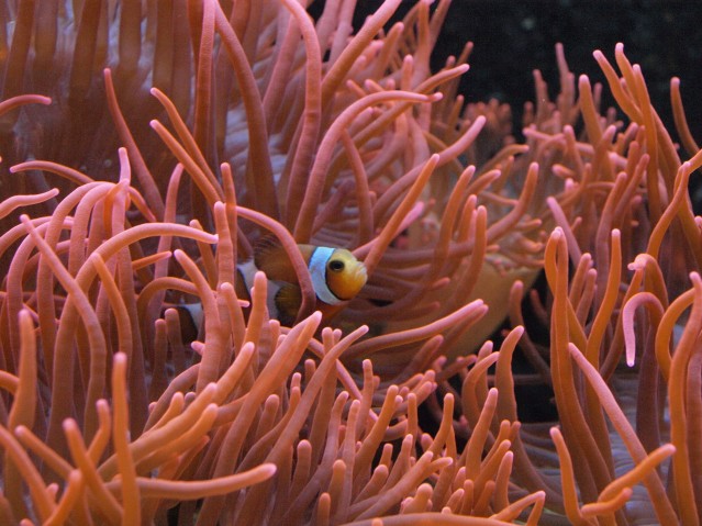 Anemonefish in a sea anemone