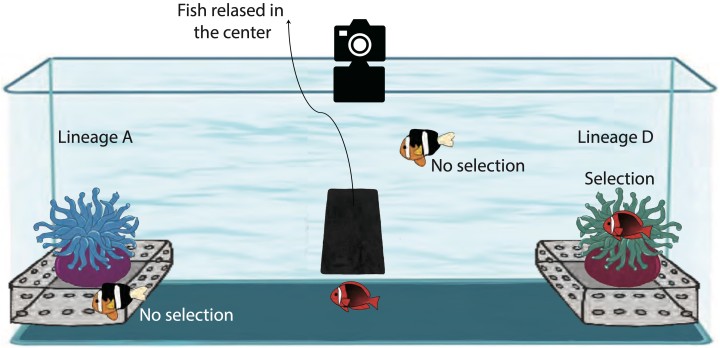 Schematic diagram showing the choice experiment for sea anemone selection by anemonefish 